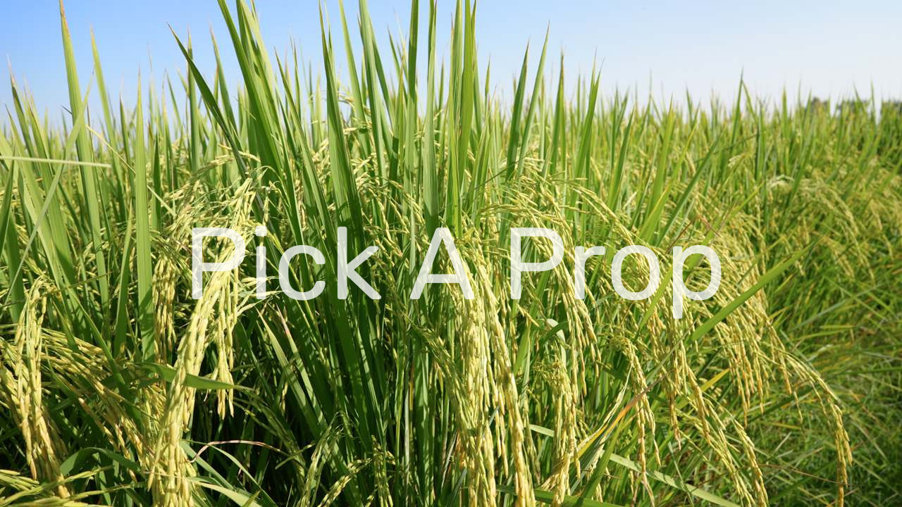 Agriculture Land For Sale, Agriculture Land For Sale